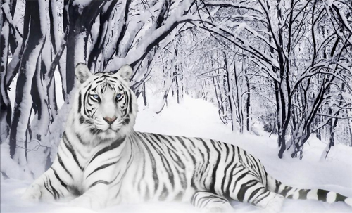 Tracks of the snow tiger